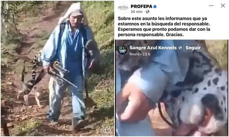 Activista denuncia racismo contra persona ayuujk que presuntamente asesinó un jaguar en Oaxaca