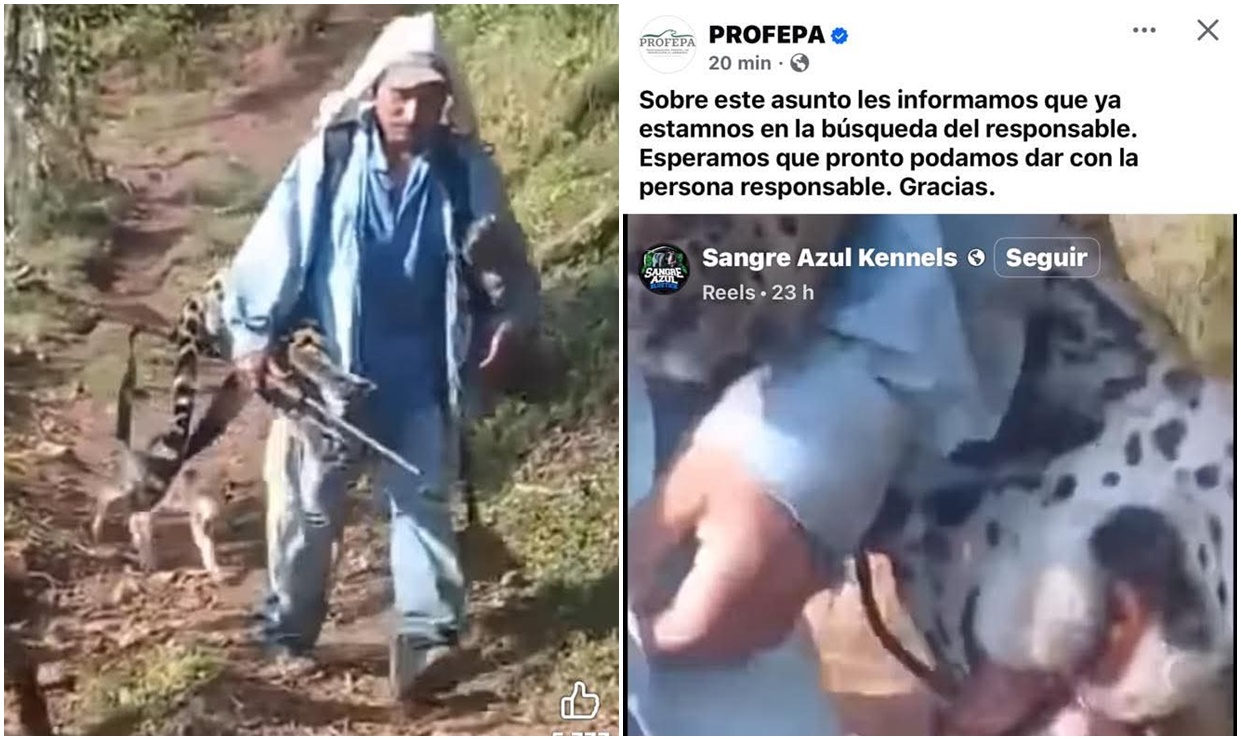 Activista denuncia racismo contra persona ayuujk que presuntamente asesinó un jaguar en Oaxaca