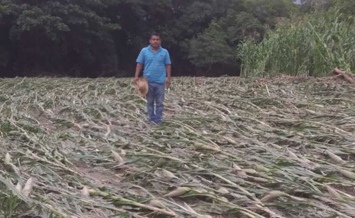 Dejan lluvias afectaciones a cultivos y derrumbes en comunidades de la Mixteca y la Sierra Sur de Oaxaca