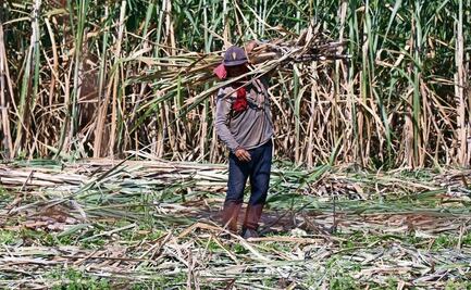 447 mil jornaleros agrícolas de Oaxaca viven en extrema pobreza