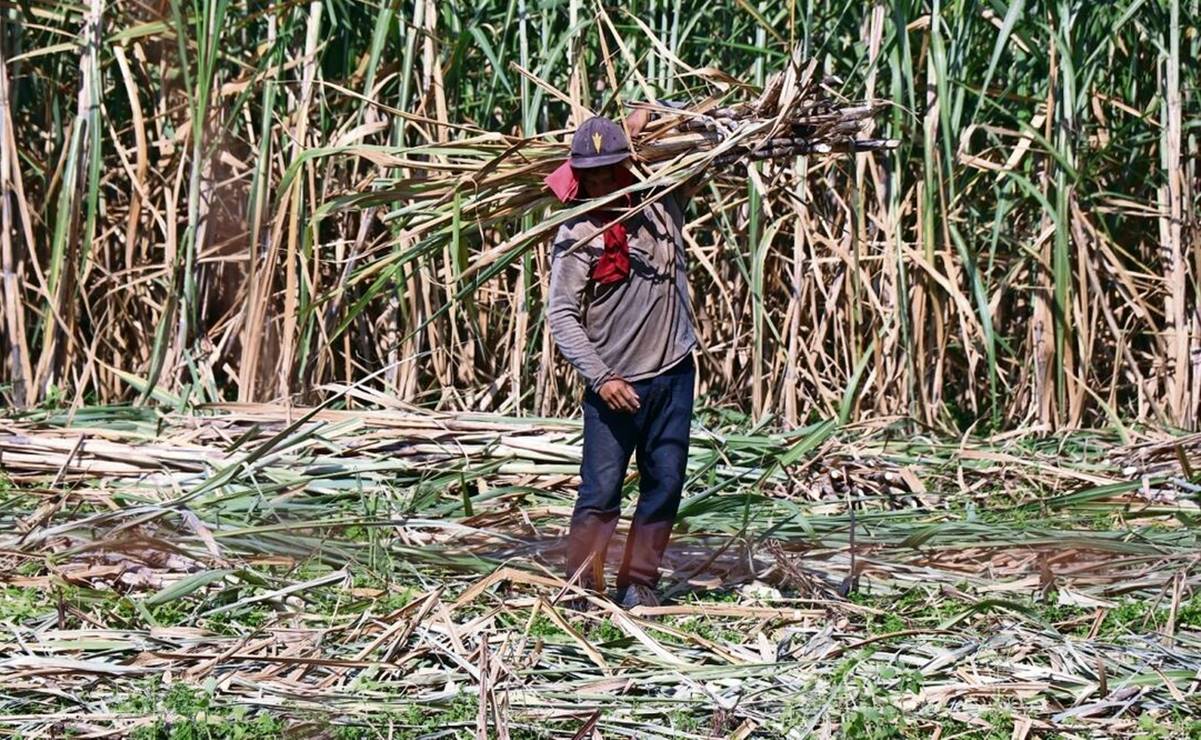 447 mil jornaleros agrícolas de Oaxaca viven en extrema pobreza