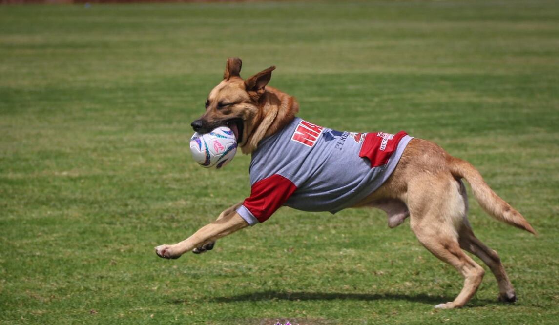 Alebrijes de Oaxaca presenta a Max como su nuevo refuerzo; el lomito fue adoptado tras meterse a la cancha. Fotos: Especiales