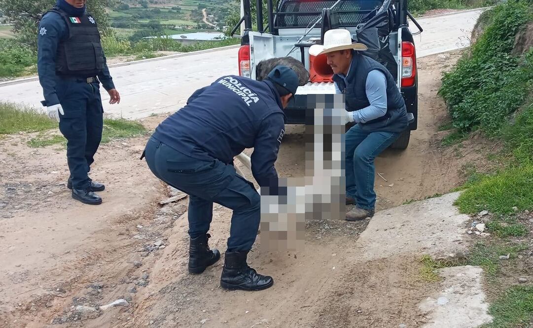 Denuncian envenenamiento masivo de casi 30 perros y gatos 2 en municipios de la Mixteca de Oaxaca. Fotos: Especiales