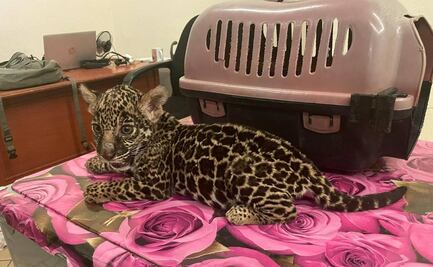 Profepa asegura un jaguar y otros animales que estaban a la venta en plaza comercial de Oaxaca