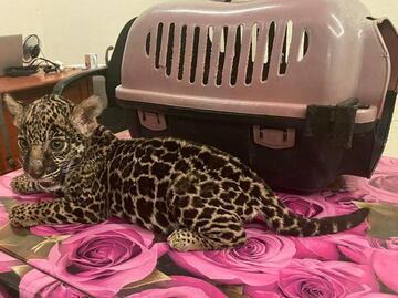 Profepa asegura un jaguar y otros animales que estaban a la venta en plaza comercial de Oaxaca
