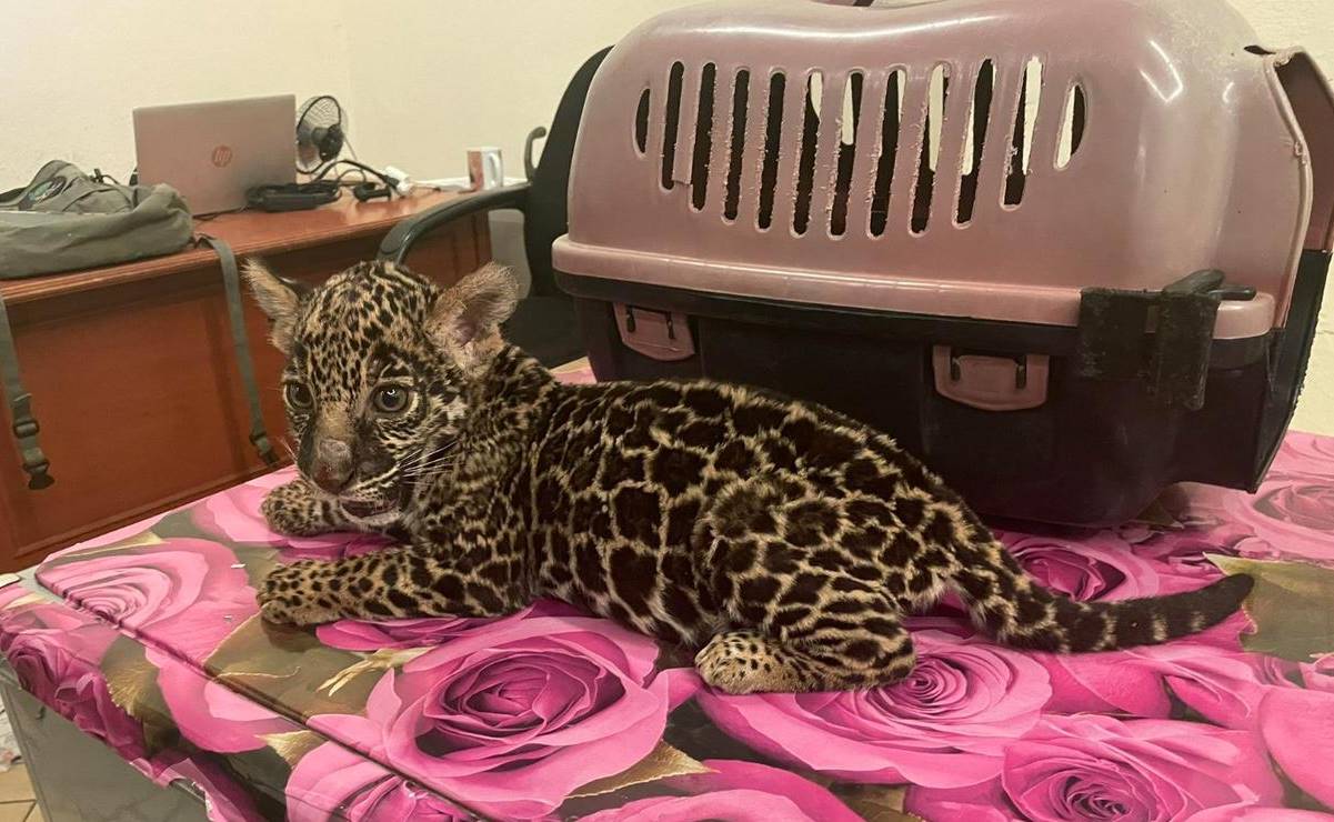Profepa asegura un jaguar y otros animales que estaban a la venta en plaza comercial de Oaxaca