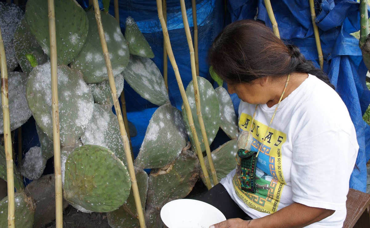 Foto: Nocheztlicalli-Museo Ecológico de Grana Cochinilla y Nopal.