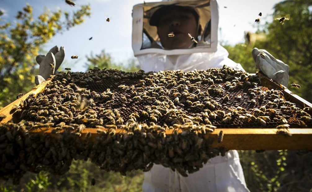 Apicultores de Oaxaca llaman a reducir agroquímicos en beneficio de las abejas y el medio ambiente. Foto: Archivo EL UNIVERSAL