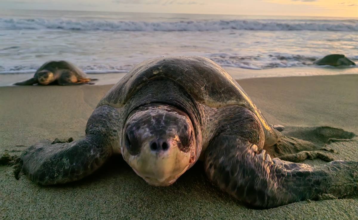 Ante llegada de más de 44 mil tortugas, realizan operativo de protección en playas de Oaxaca. Foto: Roselia Chaca
