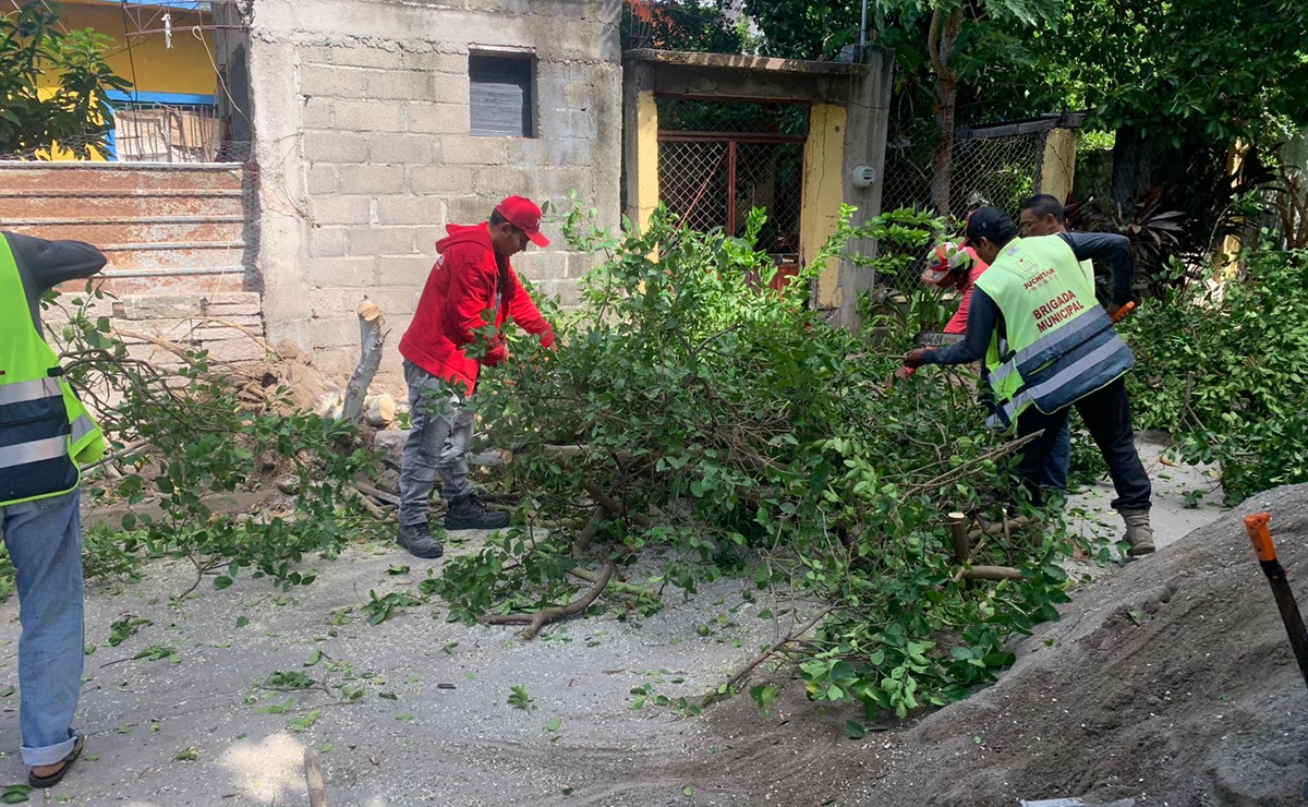 Vientos derriban árboles y dejan sin luz a comunidades de Oaxaca; suman 3 tráileres volcados. Foto: Especial