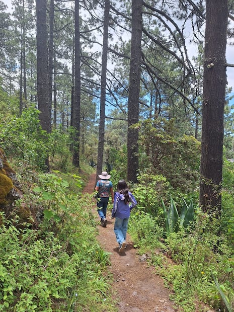 Ecoturismo en los bosques de Cuajimoloyas