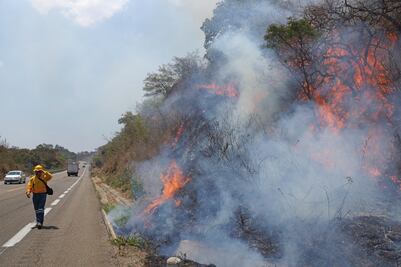 Los héroes que salvan a los bosques oaxaqueños
