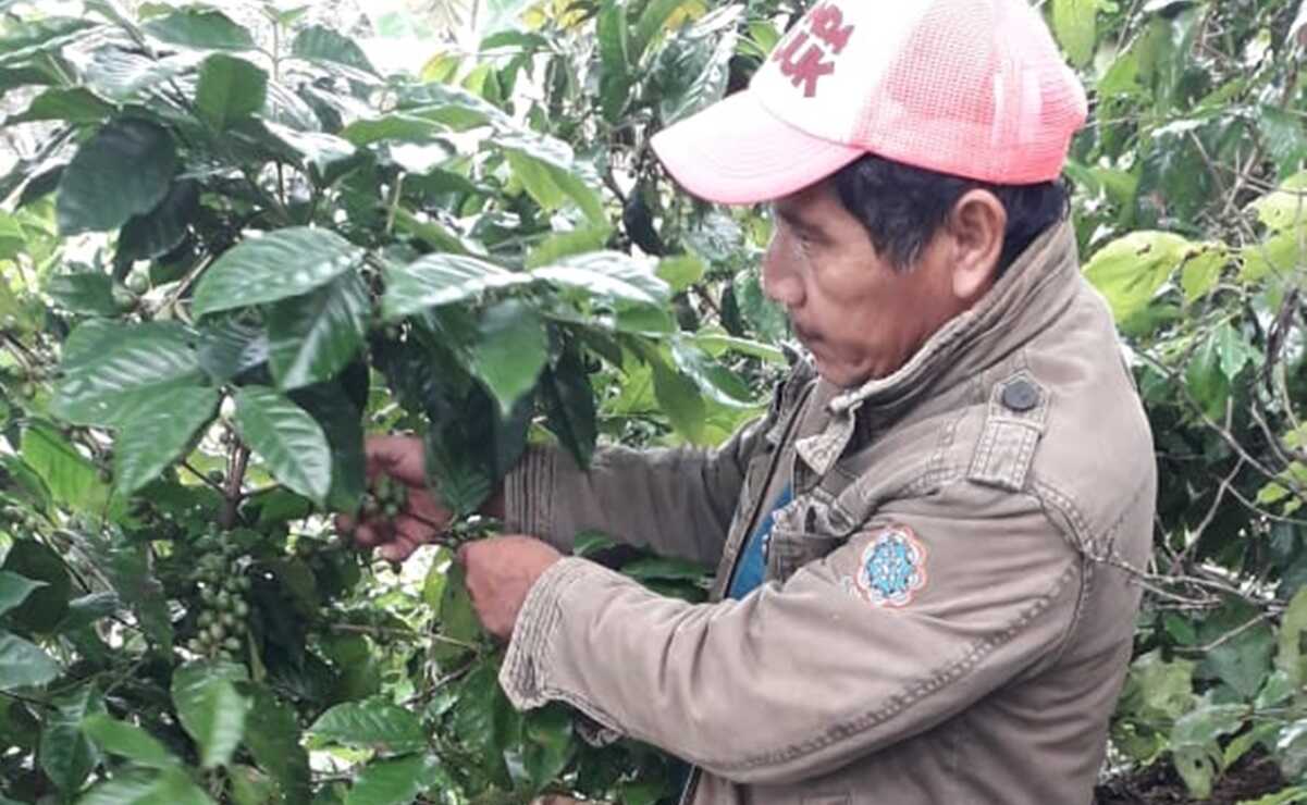 Cafeticultores de la zona zapoteco-mixe de Oaxaca libran batalla contra la roya para remontar producción. Foto: Especial
