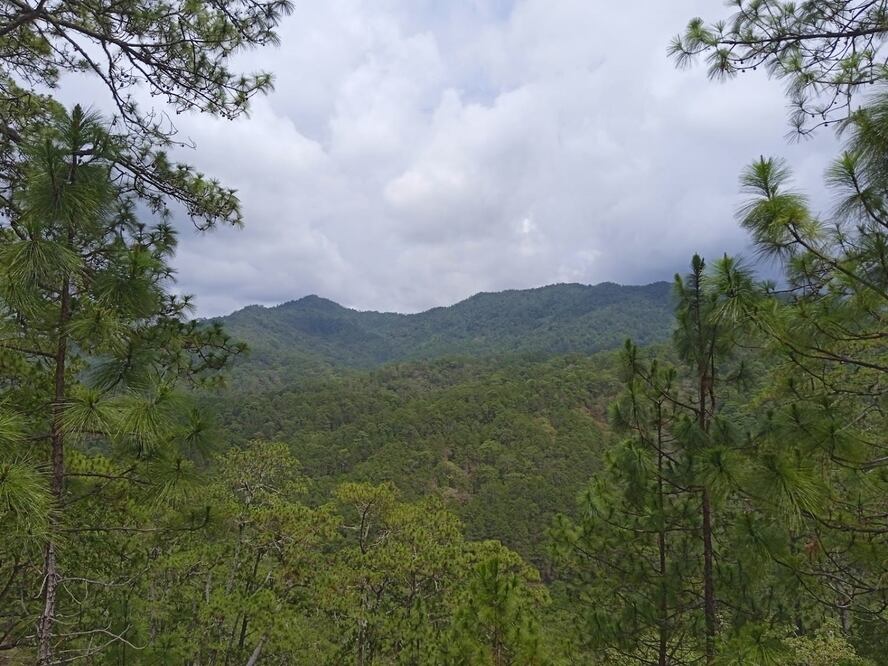Dan revés a Oaxaca en disputa por Los Chimalapas; tribunal decide no anular ejidos de Chiapas. Foto: Archivo