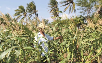 Vive sorgo tragedia en Oaxaca, campesinos abandonan siembra por falta de apoyos de gobierno