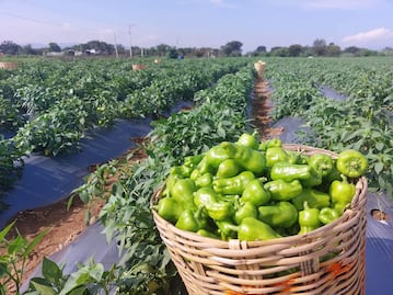 ¿Por qué se llama chile de agua el famoso ingrediente de los Valles Centrales de Oaxaca?