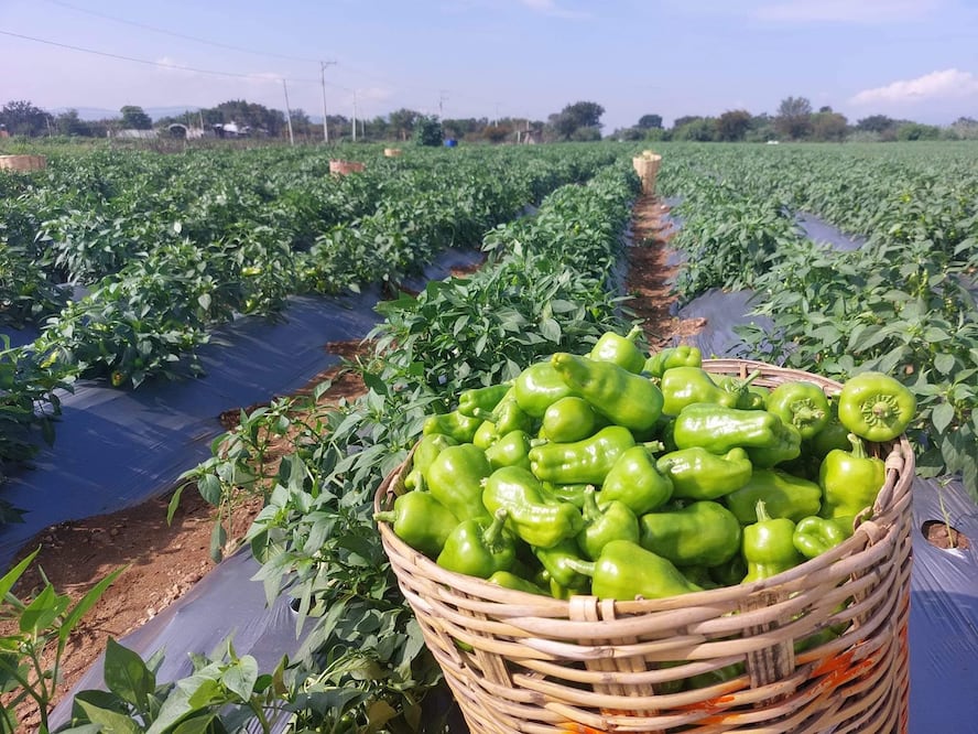 Conoce el chile de agua: picante tradicional de Oaxaca con valor culinario, espiritual y medicinal, en riesgo por el cambio climático. Foto: Facebook Mi querido Oaxaca.