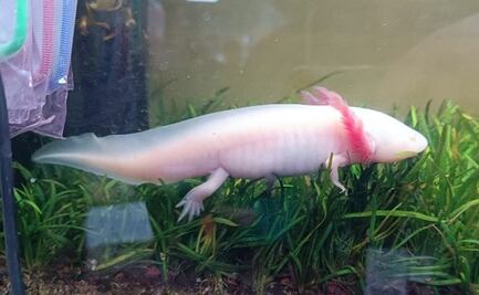 Profepa asegura 15 animales de vida silvestre a la venta en plaza comercial de Oaxaca 