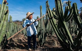 ¿Se te antoja la pitaya? Estos sitios de Oaxaca arman ferias en su honor para que las pruebes