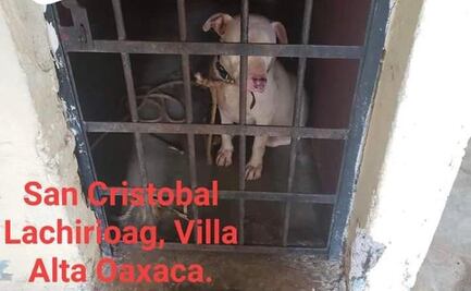 Encarcelan a perro pitbull en la Sierra Norte; autoridades quieren matarlo por considerarlo peligroso