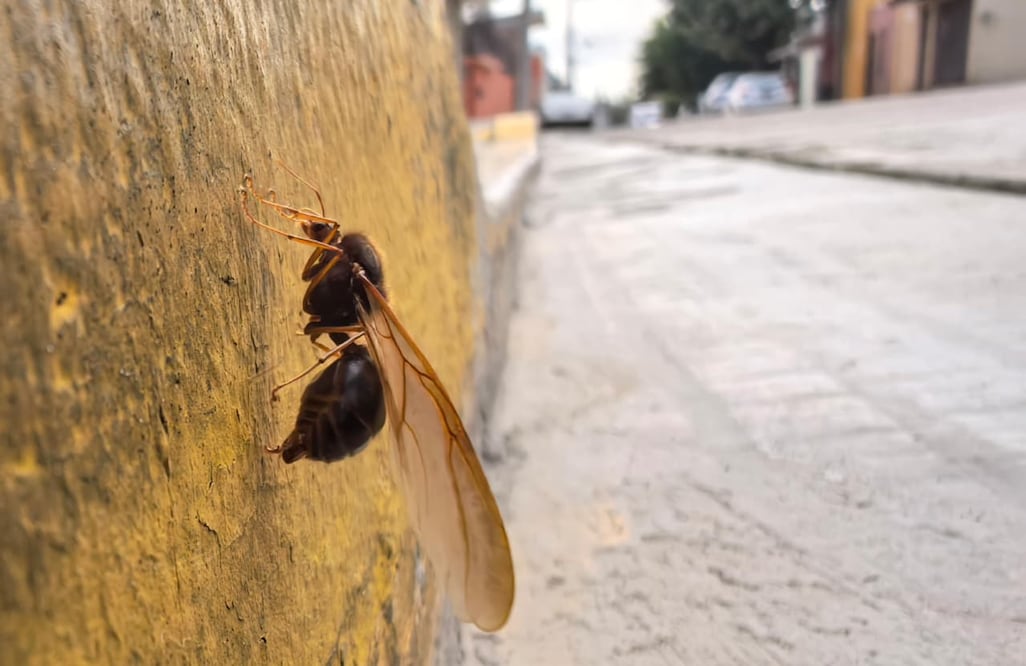 Foto: Edwin Hernández