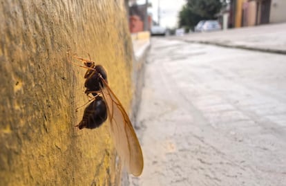 ¿Por qué salen las chicatanas con las primeras lluvias? La razón de este fenómeno