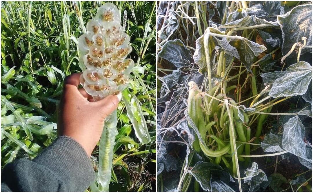 Heladas dejan pérdidas en cultivos de la Mixteca; no hay seguro catastrófico: gobierno de Oaxaca. Fotos: Especiales