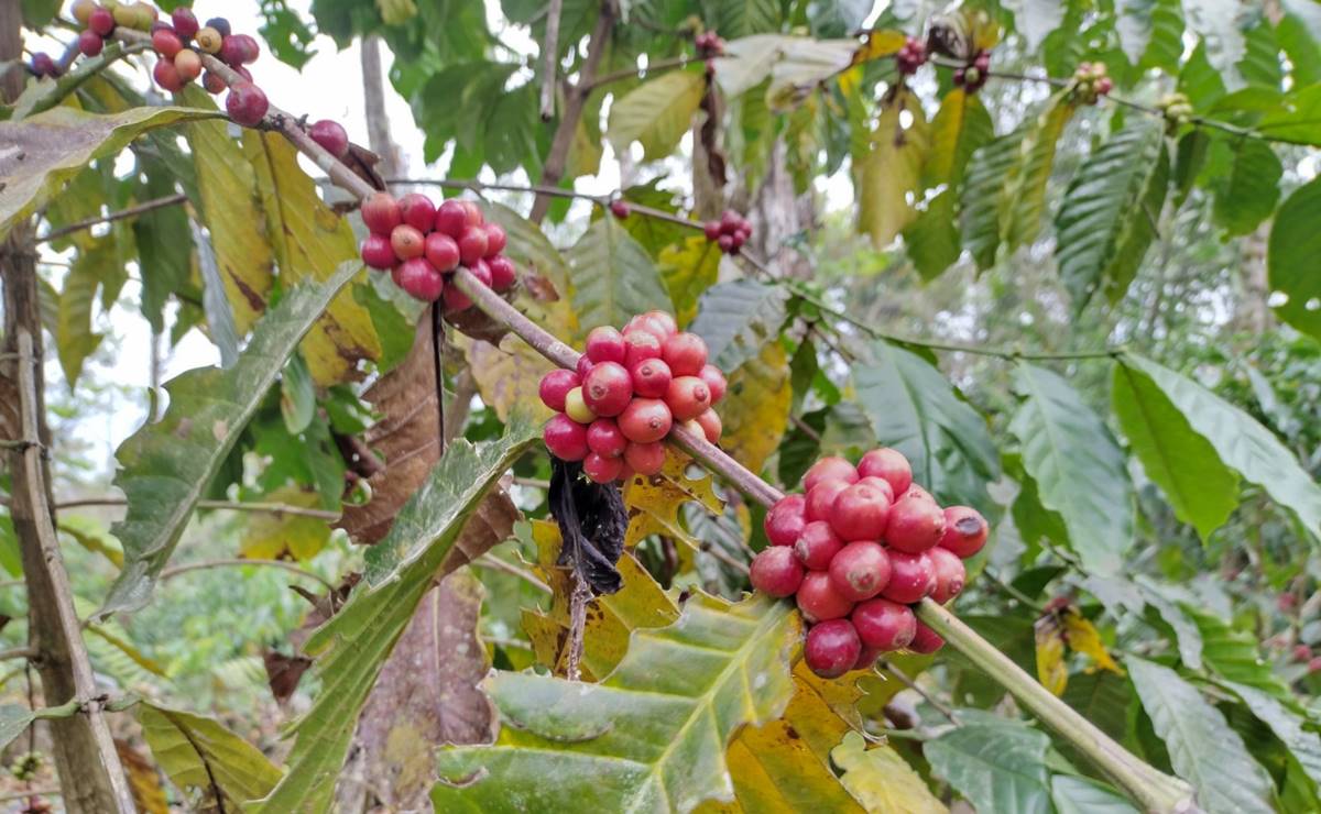 Ante olvido del gobierno de Oaxaca, Veracruz acapara y exporta café de la Cuenca, advierten productores