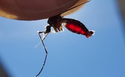 Además de la pandemia de Covid-19, Oaxaca acumula 44 casos de dengue y dos defunciones