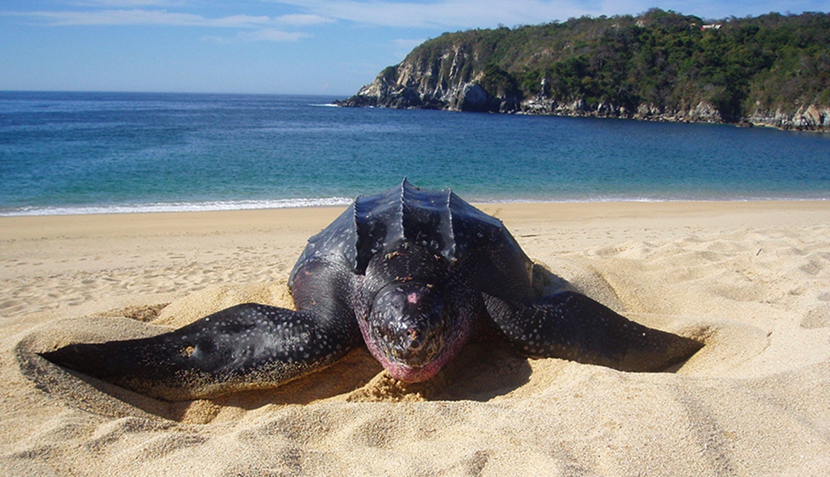 Foto: Gobierno de México.