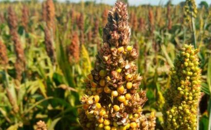Por falta de apoyos, se desploma cultivo de sorgo; mil campesinos de Oaxaca han abandonado sus tierras
