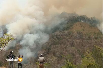 Con 416 mil hectáreas, Oaxaca es el segundo estado del país que perdió más bosques por incendios