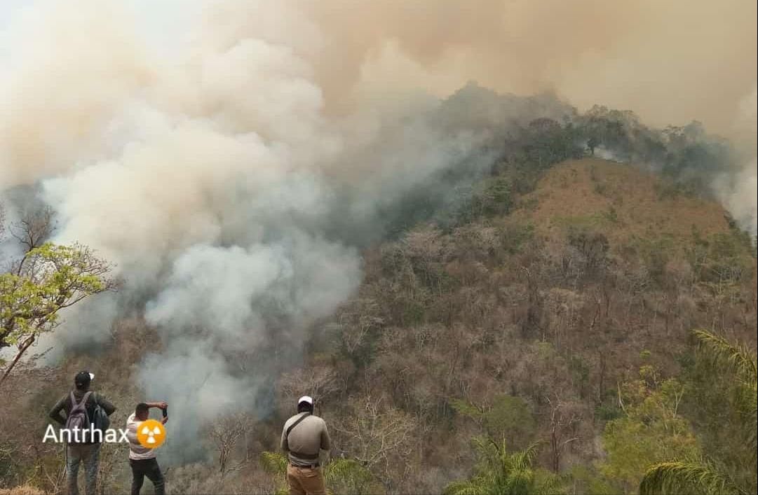 Con 416 mil hectáreas, Oaxaca es el segundo estado del país que perdió más bosques por incendios