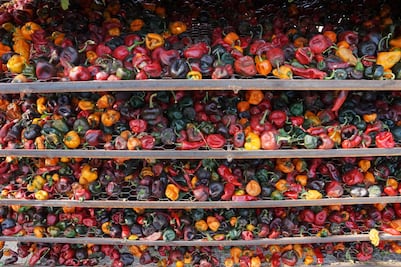 Campaña #DalesChamba busca salvar ingredientes tradicionales amenazados por el cambio climático