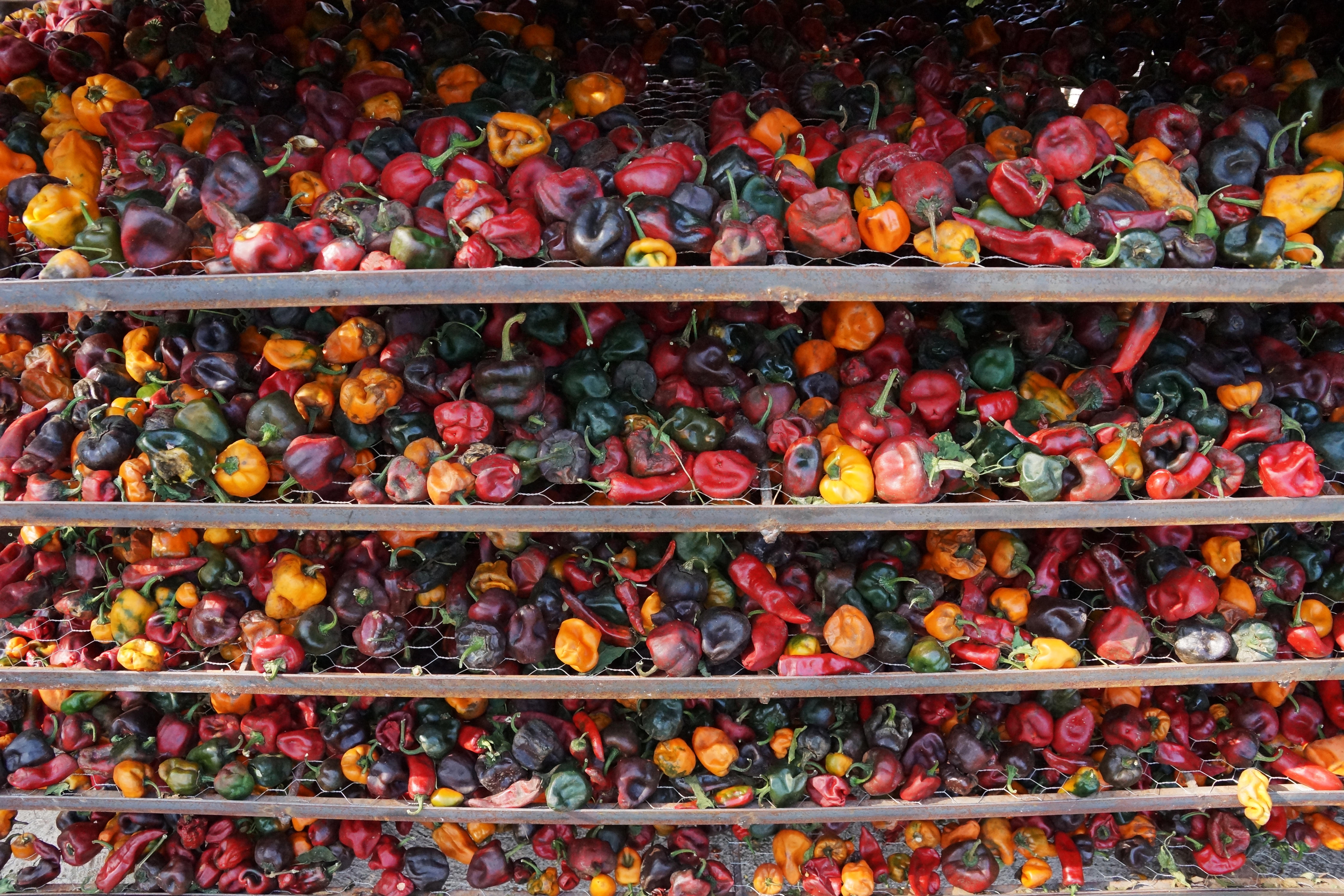 Campaña #DalesChamba busca salvar ingredientes tradicionales amenazados por el cambio climático