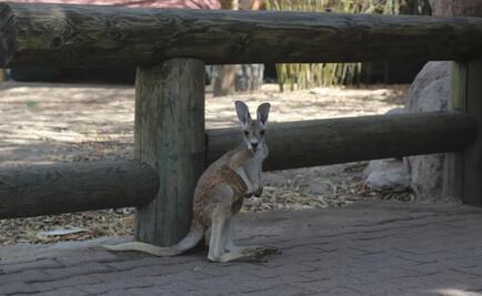 Kía, la bebé canguro de Guadalajara