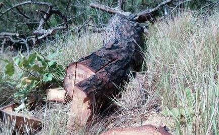 Denuncian tala de árboles y afectaciones ambientales en Oaxaca, por obras de carretera Transístmica