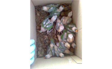 Pese a contingencia, continúa en el Istmo tráfico de especies en peligro de extinción