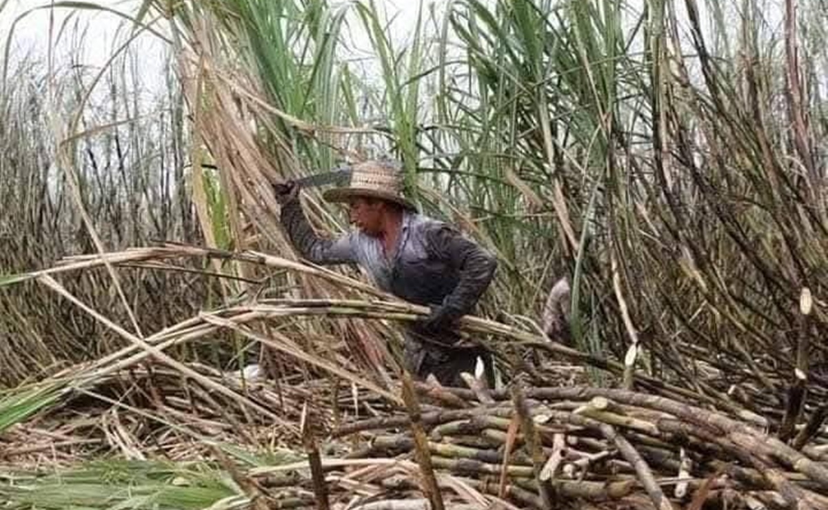 Reducción del 50% en cortadores de caña en la Cuenca pone en riesgo motor agrícola del norte de Oaxaca