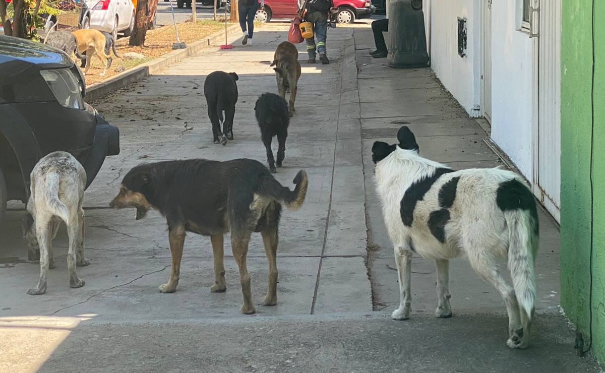 Indagan en Oaxaca abuso físico y sexual contra perros; van 3 casos de crueldad animal en 24 horas