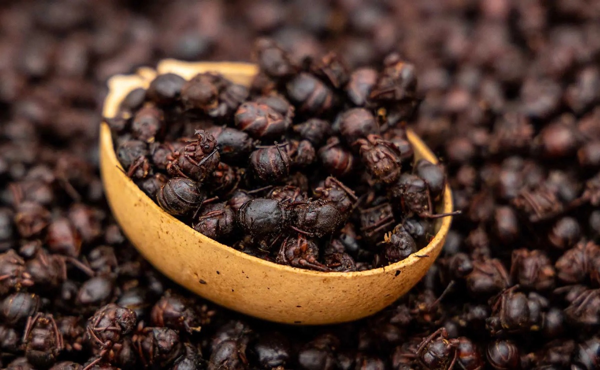 Conoce el origen, preparación y valor de las chicatanas, un insecto comestible mexicano que conquista paladares en todo el mundo. Foto: Facebook Textiles Quetzalli