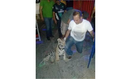 Pasea con tigre de bengala en Salina Cruz, Oaxaca; asegura que es legal