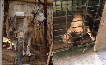 Denuncian dos casos de crueldad animal en Oaxaca; mantienen a perritos encadenados y enjaulados