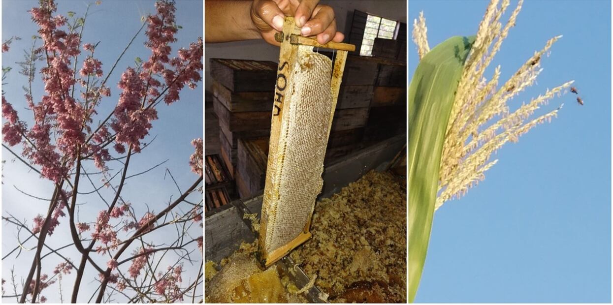 El cambio climático ha sido un factor para la disminución en la producción apícola. Foto: Especial.