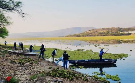 Suman 20 días de limpieza de la presa Yosocuta, afectada por plaga de lirio acuático; retiran 3 mil toneladas