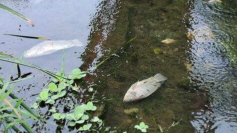 Cientos de peces aparecen muertos en río Las Nutrias en Juchitán, uno de los más contaminados de Oaxaca