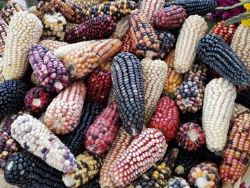 Realizan Feria estatal de la Agrobiodiversidad para impulsar el maíz nativo