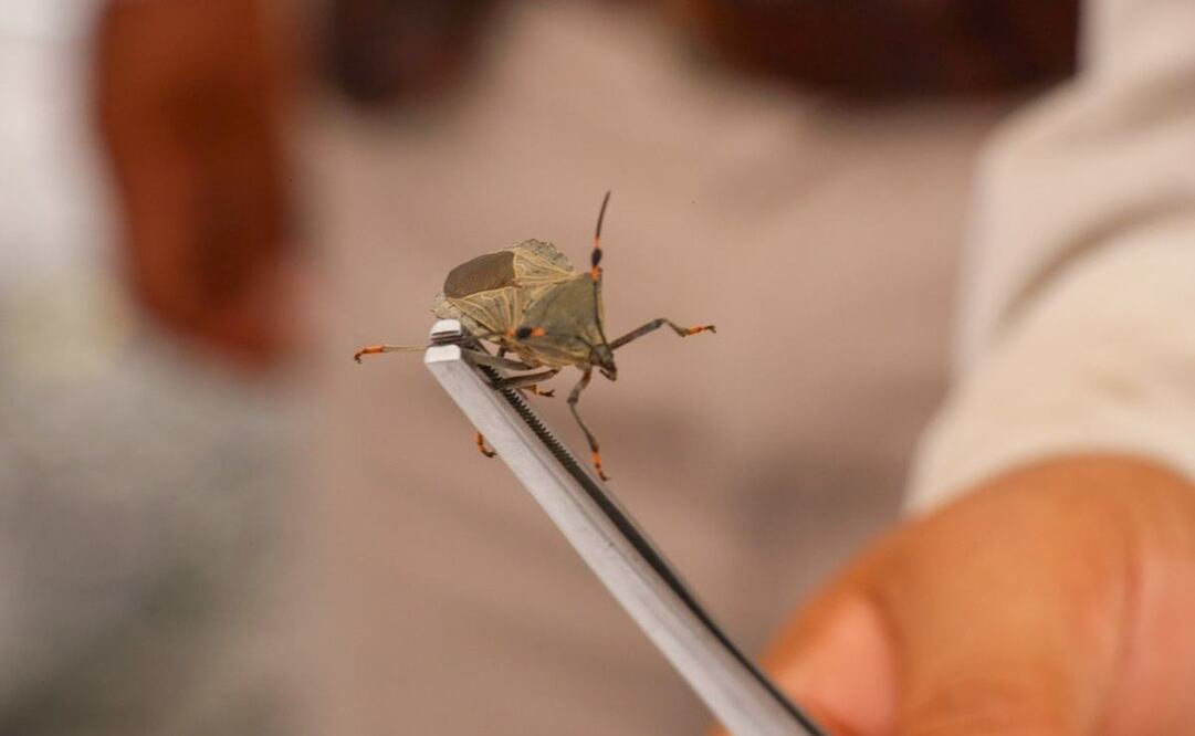 Se analizan seis muestras por posibles casos de infección de chagas en la Cuenca de Oaxaca. Foto: Especial