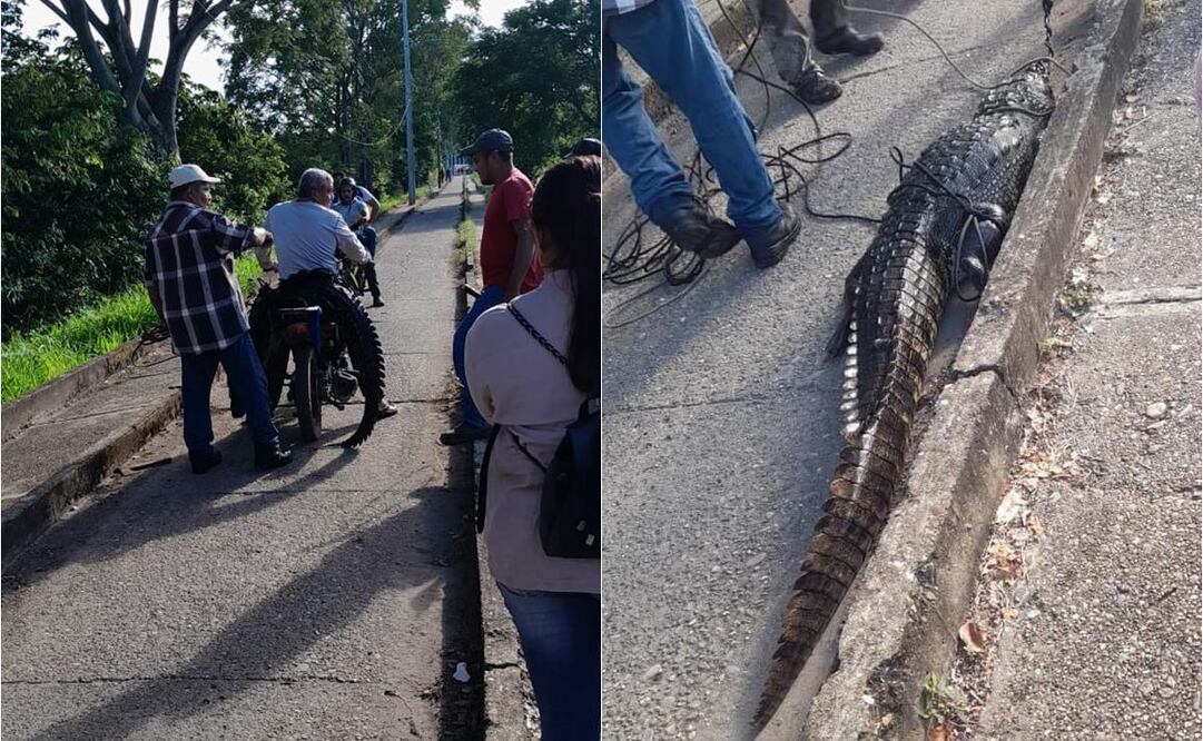 Vecinos de Tuxtepec, Oaxaca, matan a golpes a cocodrilo; van 5 avistamientos. Foto: Especial