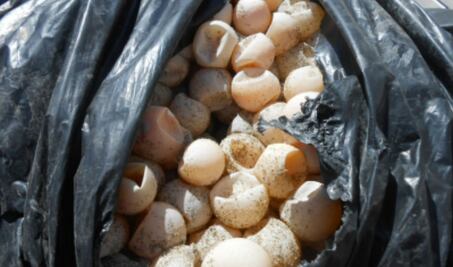 Guardia Nacional decomisa a una persona más de 17 mil huevos de tortuga en Oaxaca